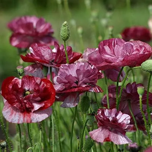 Vista 10 de Park Seed Semillas de plantas de flores de amapola, fáciles de cultivar, perfectas para jardín de primavera, gris increíble, paquete de 100