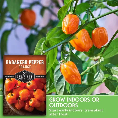 Vista 4 de Semillas de habanero naranja para plantar, pimiento picante afrutado con calor ardiente, variedad tradicional sin OMG para salsas y salsas, plantas