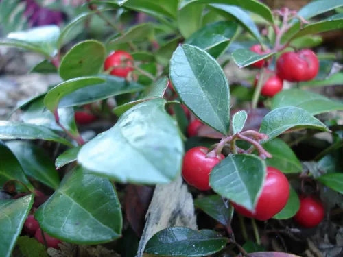 Vista 2 de 20 Semillas de flores de hoja perenne de Gaultheria Procumbens