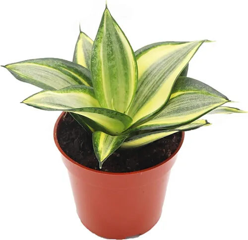 Vista 5 de Sansevieria Bentel's Sensation - 4" de California Tropicals