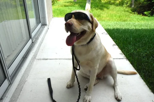 Vista 3 de Galaxy - Collar táctico para perro, resistente, ajustable, personalizado con asa y hebilla de metal para entrenamiento de policía militar