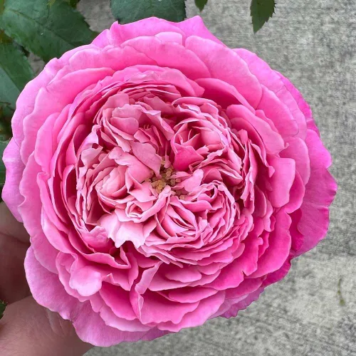 Vista 3 de Rosas de té híbridas de reliquia, planta de raíz propia viva para jardín al aire libre, Sister Emmanuelle™, excepcionalmente fragantes, zonas