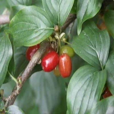 Vista 3 de Cornus mas: Semillas de Cereza Cornalina
