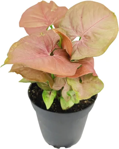 Vista 7 de Live Houseplant - Planta de araña rizada Bonnie de 4 pulgadas, planta de interior de fácil cuidado, plantas de interior vivas - Plantas