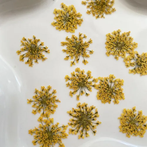 Vista 4 de Ammi majus - Paquete de 100 flores secas prensadas naturales para hacer joyas de resina, fabricación de jabón y velas, álbumes de recortes DIY