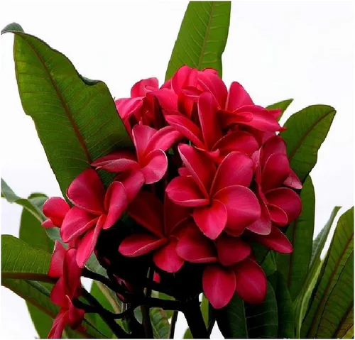 Vista 2 de Plumeria roja oscura rara C9-10 pulgadas Hawaiian Lei Corte Premium