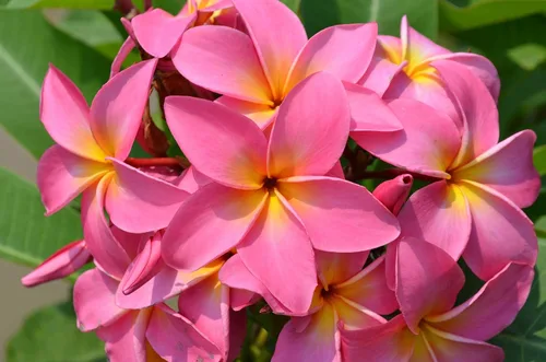Vista 6 de Hawaiian Rare Plumeria Frangipani - Planta esquejes de planta roja, blanca, amarilla, rosa, 10 pulgadas, Discount Hawaiian Gifts LQ4 (rosa)