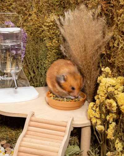 Vista 4 de Niteangel Nature Golden Hamster Food: 500g/17.63oz Dieta completa
