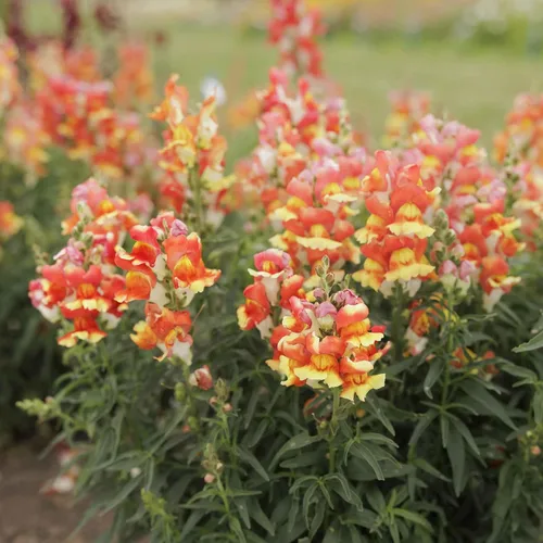Vista 21 de Eden Brothers Snapdragon Seeds - Manzana