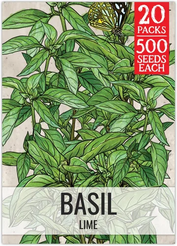 Vista 27 de Seed Needs Semillas de albahaca italiana para plantar hierbas tradicionales sin OMG, 1 paquete