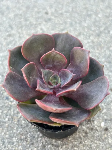 Vista 4 de Echeveria Red Robe Live Succulent Plant, 2 Inch Potted with Soil, Fully Rooted for Home and Office Decor or Gift