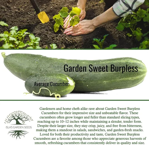 Vista 6 de Garden Sweet - Semillas de pepino sin eructos para plantar (Cucumis sativus) – Más de 50 semillas sin OMG y reliquias de Isla's Garden Seeds