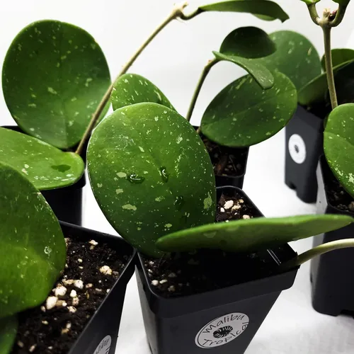 Vista 6 de Hoya Obovata Splash en maceta de 4" - Hojas redondas gruesas - Planta de interior Easycare