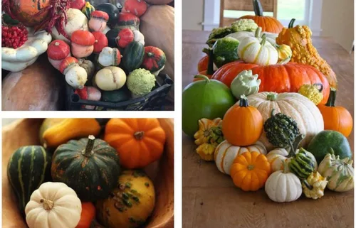 Vista 4 de Semillas ornamentales de mezcla de calabaza gigante, vegetales tradicionales para plantar 10 semillas decorativas únicas sin OMG