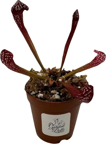 Vista 4 de Planta de jarra carnívora Sarracenia 'Scarlet Belle