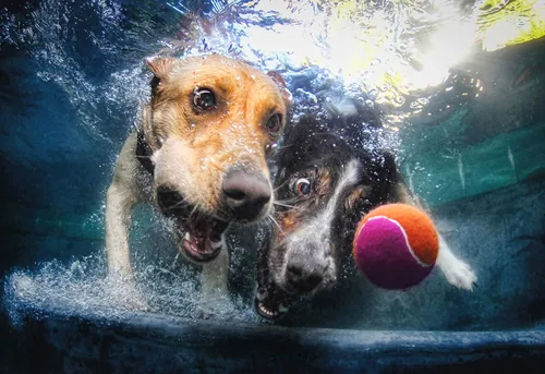 Vista 2 de Pintura por números para adultos – Perros submarinos Artistas Serie de fotos Kit de pintura por números con pinturas acrílicas, pinceles de lienzo