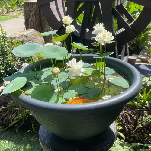 Vista 7 de 20 semillas de loto para plantar, semillas de loto de bonsái, flor de lirio acuático, plantas acuáticas, ideales para estanques, semillas de plantas