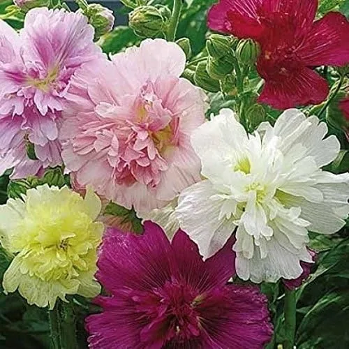Vista 2 de Semillas de Hollyhock a granel sin OMG - Mezcla de primavera india Althea rosea (1 lb)