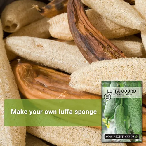 Vista 3 de Sow Right Seeds - Semilla de calabaza Luffa para plantar - Paquete de reliquia sin OMG con instrucciones para plantar un huerto casero - Cultiva tu