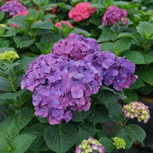 Vista 5 de LET'S Dance Big Band PPAF Hydrangea Bush - Ganadores probados - Maceta de 4 pulgadas