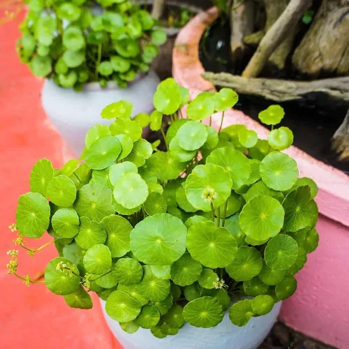 Vista 7 de 500 semillas orgánicas prémium de Centella Asiática, Rau Ma, Pennywort, Gotu Kola, semillas de Kodavan - Semillas de hierbas comestibles