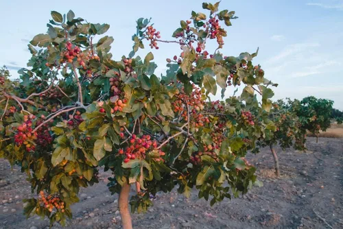 Vista 3 de 6 semillas de pistacho para plantar - Pistacia Vera