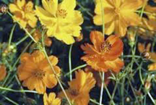 Vista 3 de Bright Lights Cosmos - Más de 100 semillas recién cosechadas, hermosa flor brillante