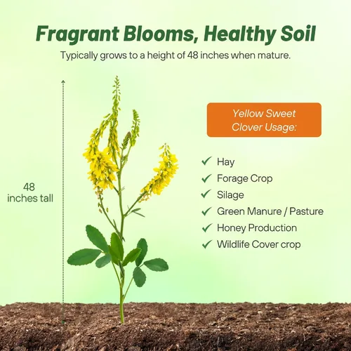 Vista 4 de Semillas de trébol dulce amarillo recubiertas con nitrógeno, inoculado, 5 lb