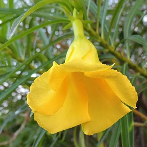 Vista 3 de Adelfa amarilla (Thevetia neriifolia) - Paquete de 2 Semillas