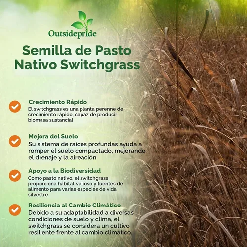 Vista 4 de Outsidepride Semilla de Switchgrass - 1 lb. Hierba nativa perenne, resistente a la sequía y las inundaciones, semilla de césped ideal para céspedes