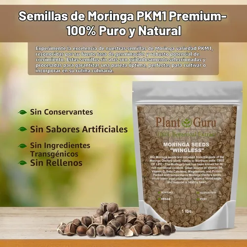 Vista 3 de Moringa Seeds sin alas, 16 onzas / 1 libra, variedad PKM1, aperitivos comestibles, plantación, Moringa Oleifera, Malunggay, Semillas de Moringa