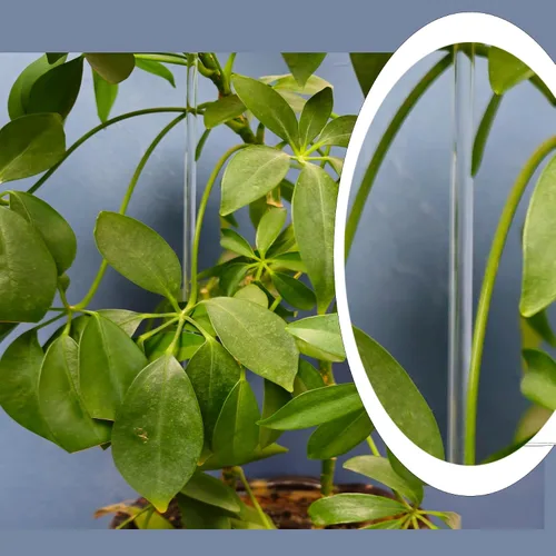 Vista 5 de 30 estacas acrílicas de 18 pulgadas para plantas de jardín, estacas transparentes para orquídeas, palos transparentes para plantas en maceta
