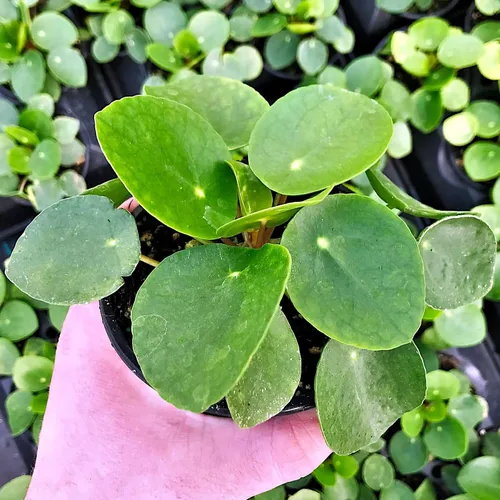 Vista 5 de Pilea peperomioides, dinero chino, panqueques o planta para compartir, planta de interior, Cnt Sz: 3