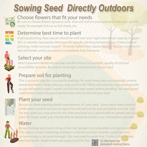 Vista 8 de Outsidepride 1000 semillas de la hierba ornamental anual tembladera (Briza maxima [Quaking Grass] para sembrar
