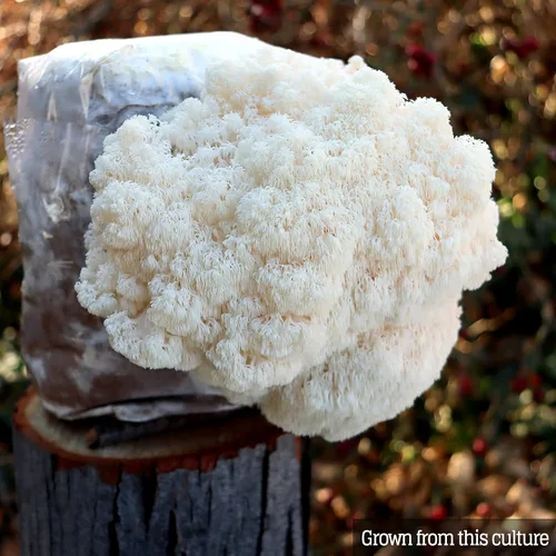 Vista 7 de Cultivo líquido de hongos - Melena de león (Hericium Erinaceus)