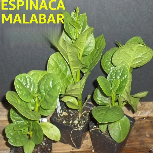 Vista 3 de 500 semillas de espinaca malabar verde: amantes del calor, sensibles a las heladas. vid de rápido crecimiento