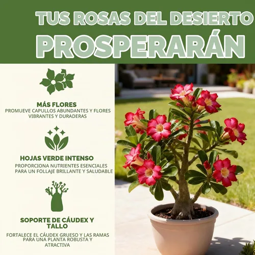 Vista 2 de Fertilizante de rosa del desierto, alimento líquido para plantas para más