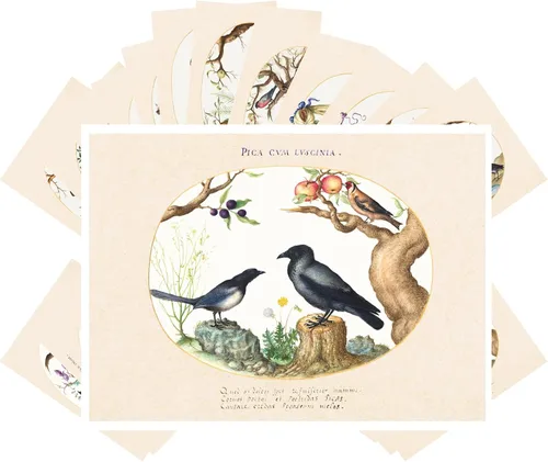 Vista 3 de PIXILUV Postales vintage (24 piezas de 4 x 6 pulgadas cada una) Pinturas de pájaros bonitos de loros y cacatúas, postales vintage, tarjetas