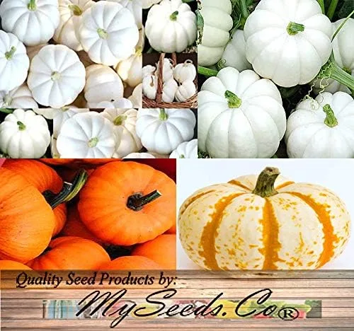 Vista 7 de Paquete grande (más de 98 semillas) variedades de calabaza miniatura (Bumpkin, Casperita, Hooligan) perfectas para decoración de exteriores e