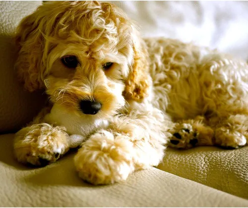Vista 2 de CafePress The Cockapoo - Manta de felpa de forro polar súper suave, 60 x 50 pulgadas