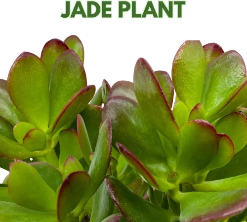 Vista 2 de BubbleBlooms Suculenta de jade en una maceta de 4 pulgadas Crassula ovata
