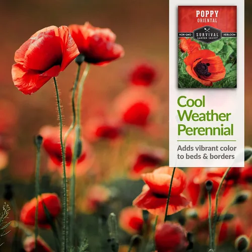 Vista 4 de Survival Garden Seeds Paquete de 1 amapola oriental para plantar, paquete de semillas con instrucciones para cultivar Papaver Orientale en tu hogar