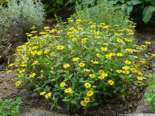Vista 5 de Semillas de zinnia rastreras - Flores naranjas semi-dobles con centros oscuros hermosos (25 - semillas)