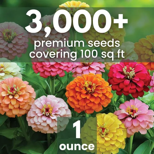 Vista 2 de Zinnia California Giants - Paquete grande de 1 onza - 3,000 semillas de flores para plantar - Zinnia elegans