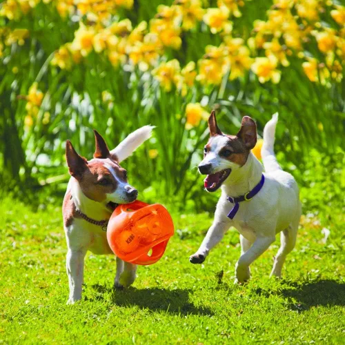 Vista 2 de KONG Jumbler Ball - Juguete interactivo para tiempo de juego de perros y cachorros - Juguete de búsqueda con pelota de tenis - Suministros