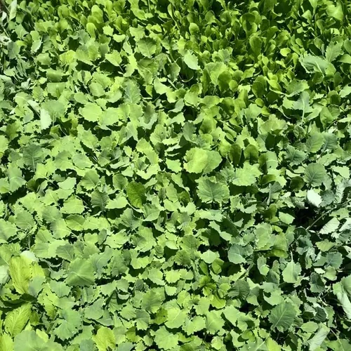 Vista 5 de Mezcla de ensalada de primavera 25000 semillas para plantar 'Cut and Come Again', 12 variedades de lechuga, espinaca, rúcula y col rizada.