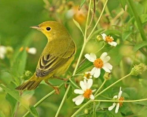 Vista 2 de Bidens alba, Aguja Española, 100 semillas, Comestibles y atrae mariposas y abejas