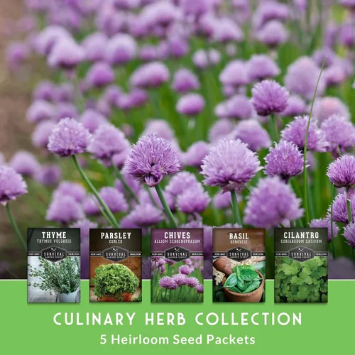 Vista 2 de Survival Garden Seeds Culinary Herb Collection - Bóveda de semillas de perejil rizado, cilantro, albahaca, cebollino, tomillo, semillas de reliquia