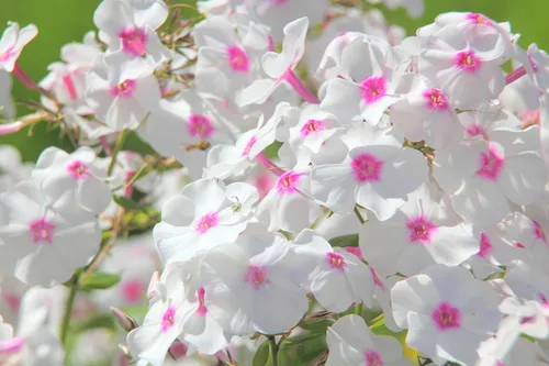 Vista 5 de 100 Phlox de Oveja Mezcla Pastel Phlox Drummondii Semillas de Flores Multicolor