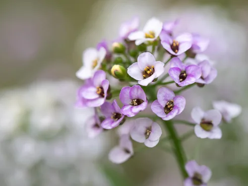 Vista 2 de TKE Farms & Gardens - Semillas de Alyssum para plantar, Alfombra Real, más de 1000 semillas de flores autóctonas sin OMG, perfectas para jardines